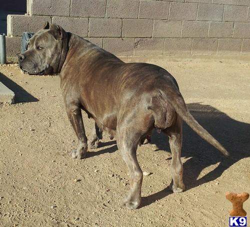Golden Pits Picture 2
